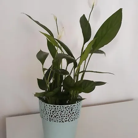 Apartament Mariacka Bydgoszcz