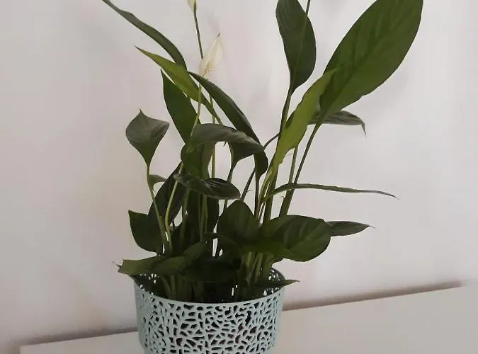 Apartment Mariacka Bromberg